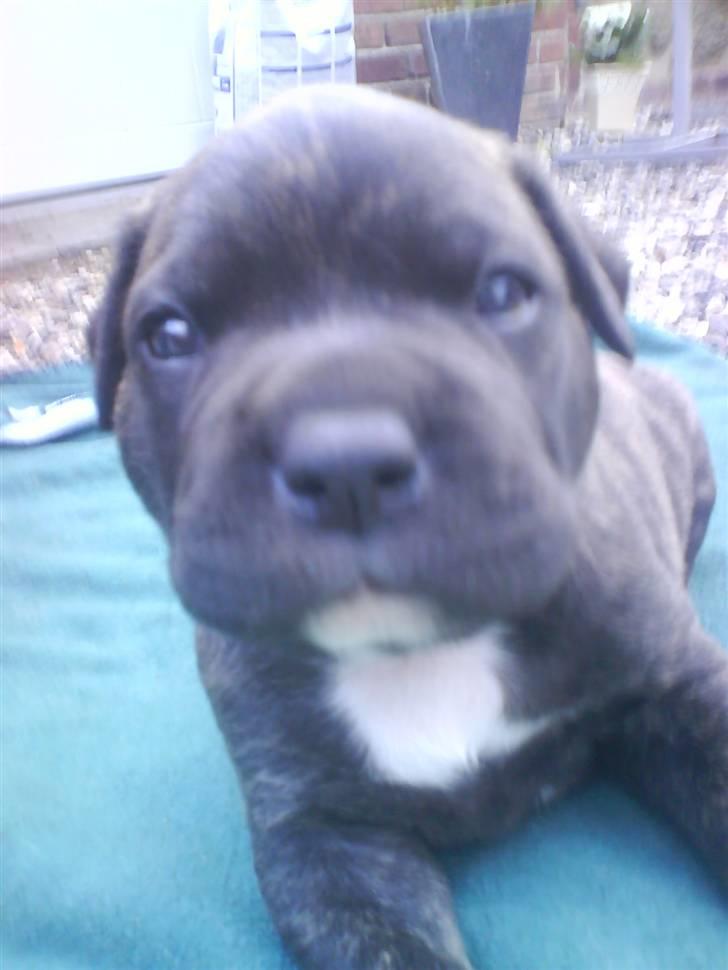 Amerikansk bulldog Obelix - Obi som lille hvalp billede 2