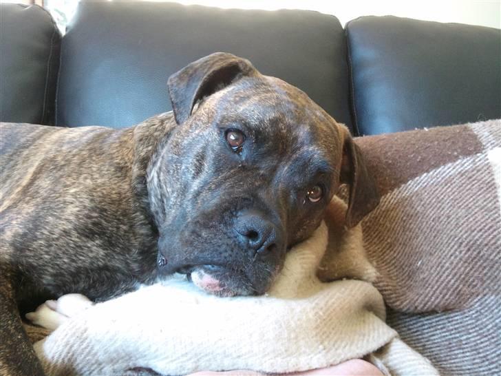 Amerikansk bulldog Obelix billede 3