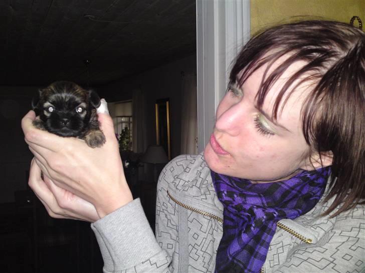 Shih tzu Kaisia - Første gang jeg løftede min lille prinsesse! billede 4