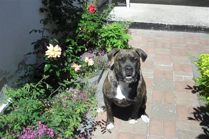 Amerikansk bulldog Obelix billede 4