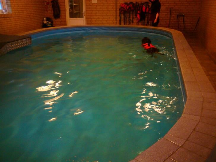 Amerikansk bulldog Obelix - obi til genoptræning efter knæoperation billede 5