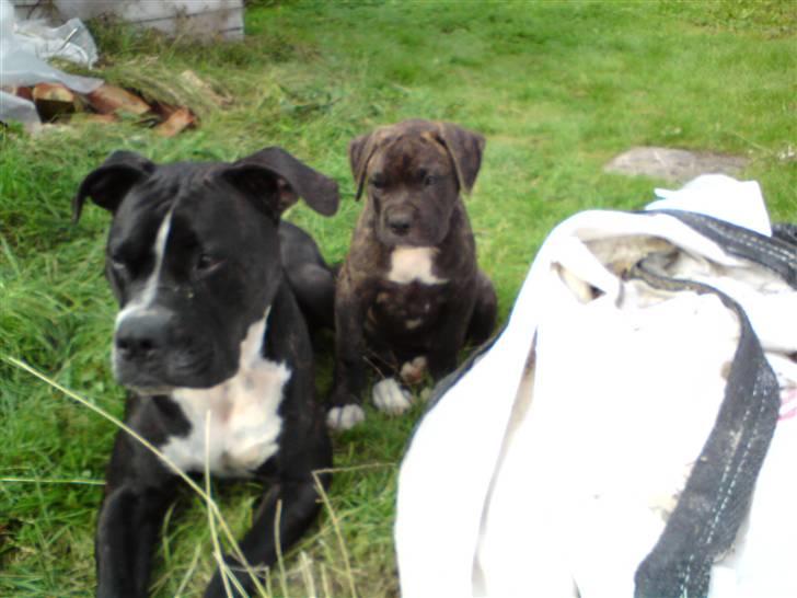 Amerikansk bulldog Obelix - Obi sammen med hans mor billede 6