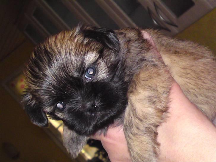 Shih tzu Kaisia - Så hænger vi her..... :) billede 5