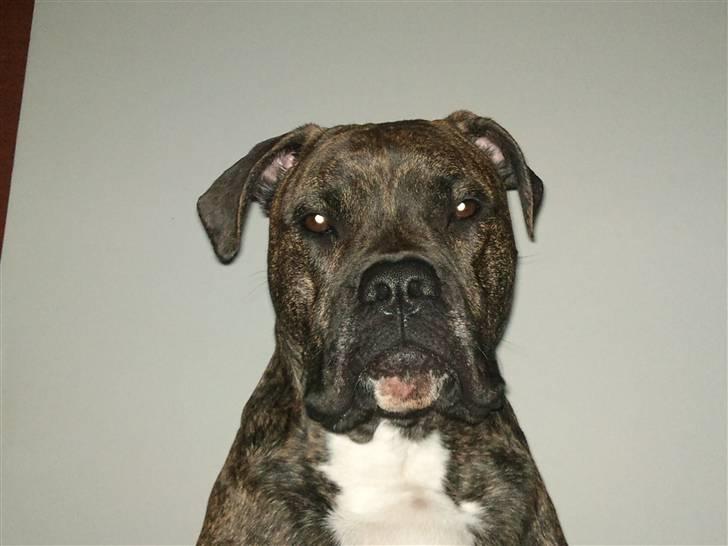 Amerikansk bulldog Obelix billede 7