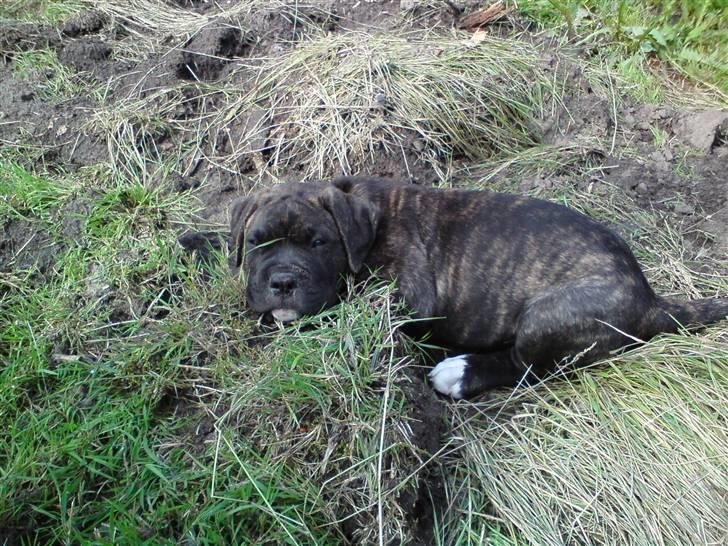 Amerikansk bulldog Obelix - Hvis jeg gemmer mig kan det være de ikke ser mig :-) billede 8