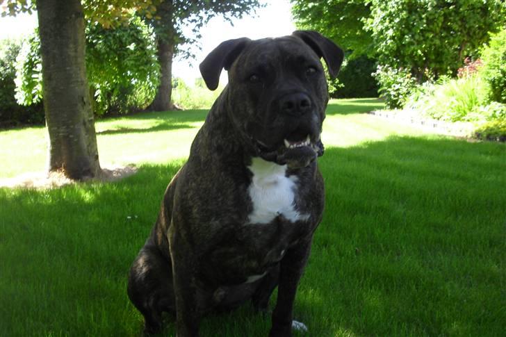 Amerikansk bulldog Obelix billede 9