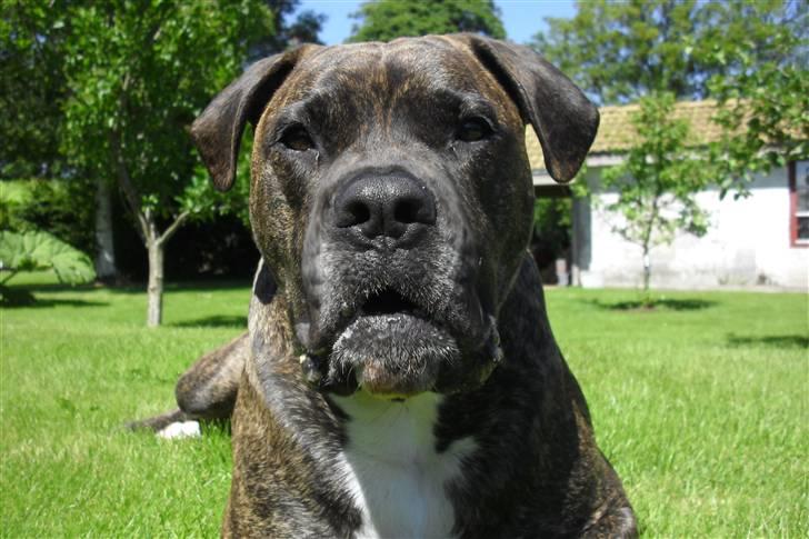 Amerikansk bulldog Obelix billede 10