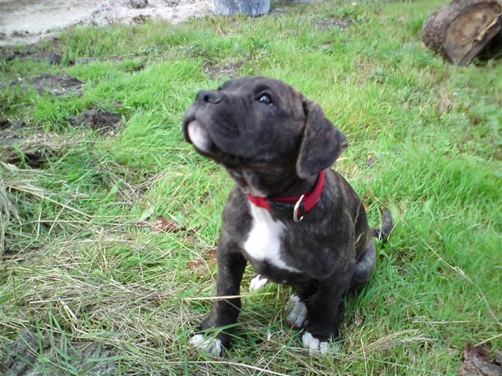 Amerikansk bulldog Obelix billede 11