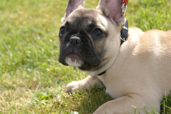 Fransk bulldog Alma - Alma musen :) billede 1