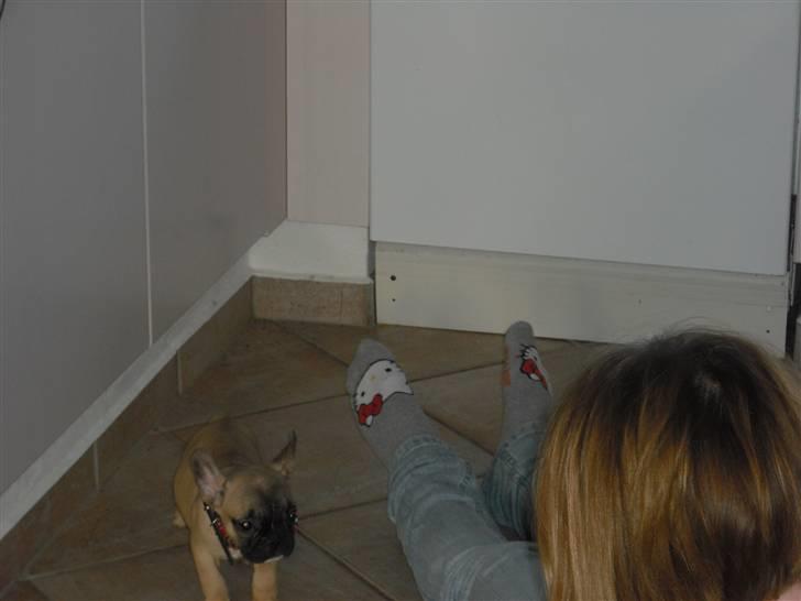 Fransk bulldog Alma billede 3