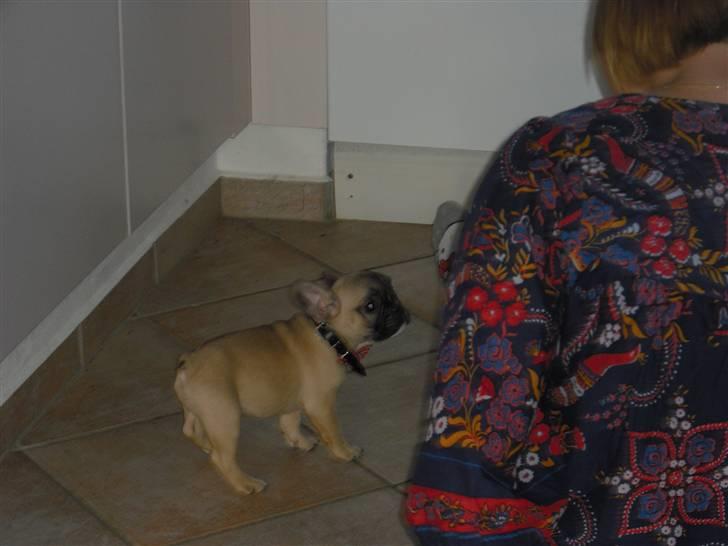 Fransk bulldog Alma billede 4