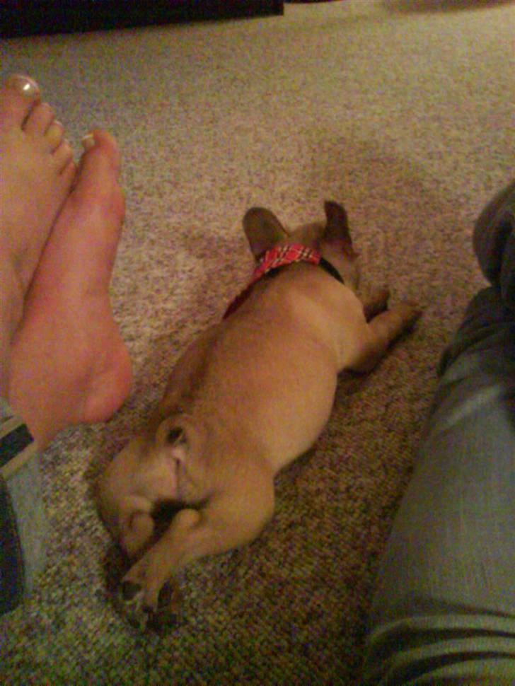 Fransk bulldog Alma - Alma ligger og slapper af foran fjernsynet :) billede 5