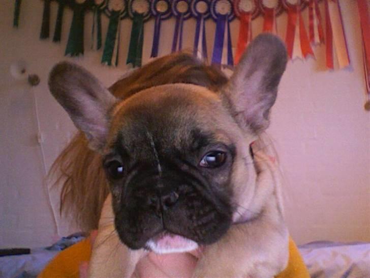 Fransk bulldog Alma - "Buuh" billede 6