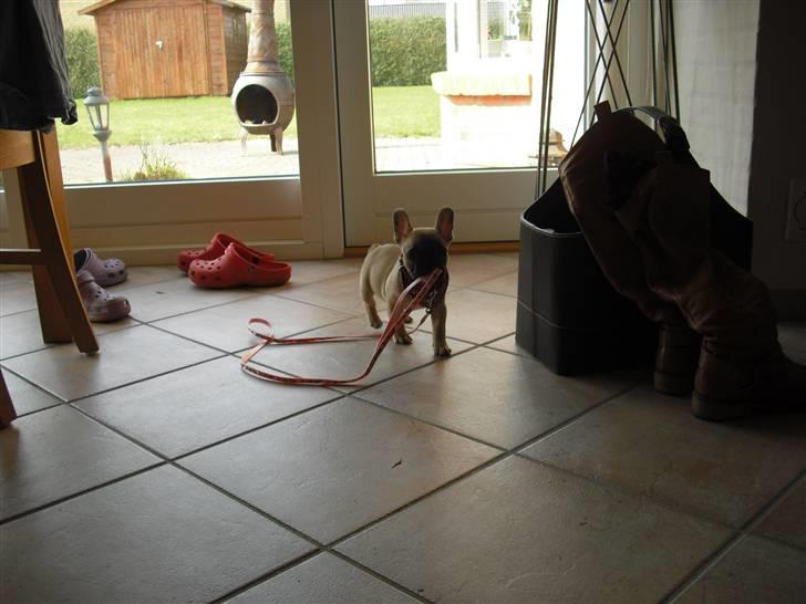 Fransk bulldog Alma - "Jeg kan gå med snoren" :D billede 7