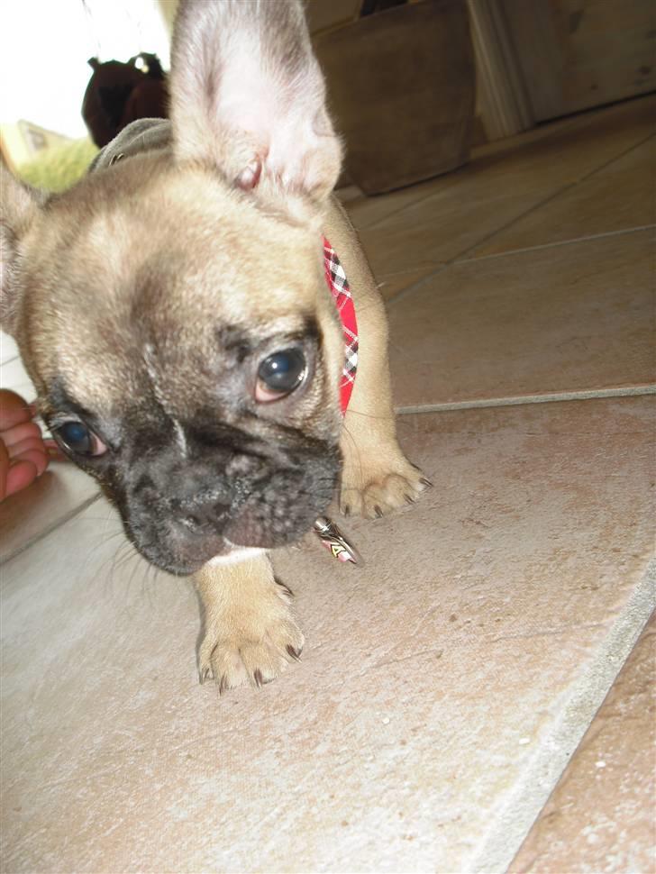 Fransk bulldog Alma billede 8