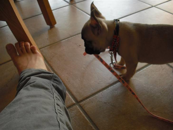 Fransk bulldog Alma - Lille Alma går tur med snoren :) billede 9