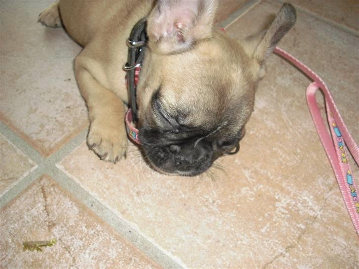 Fransk bulldog Alma - "Åååh, det er så hårdt at bide i den her snor!" billede 10