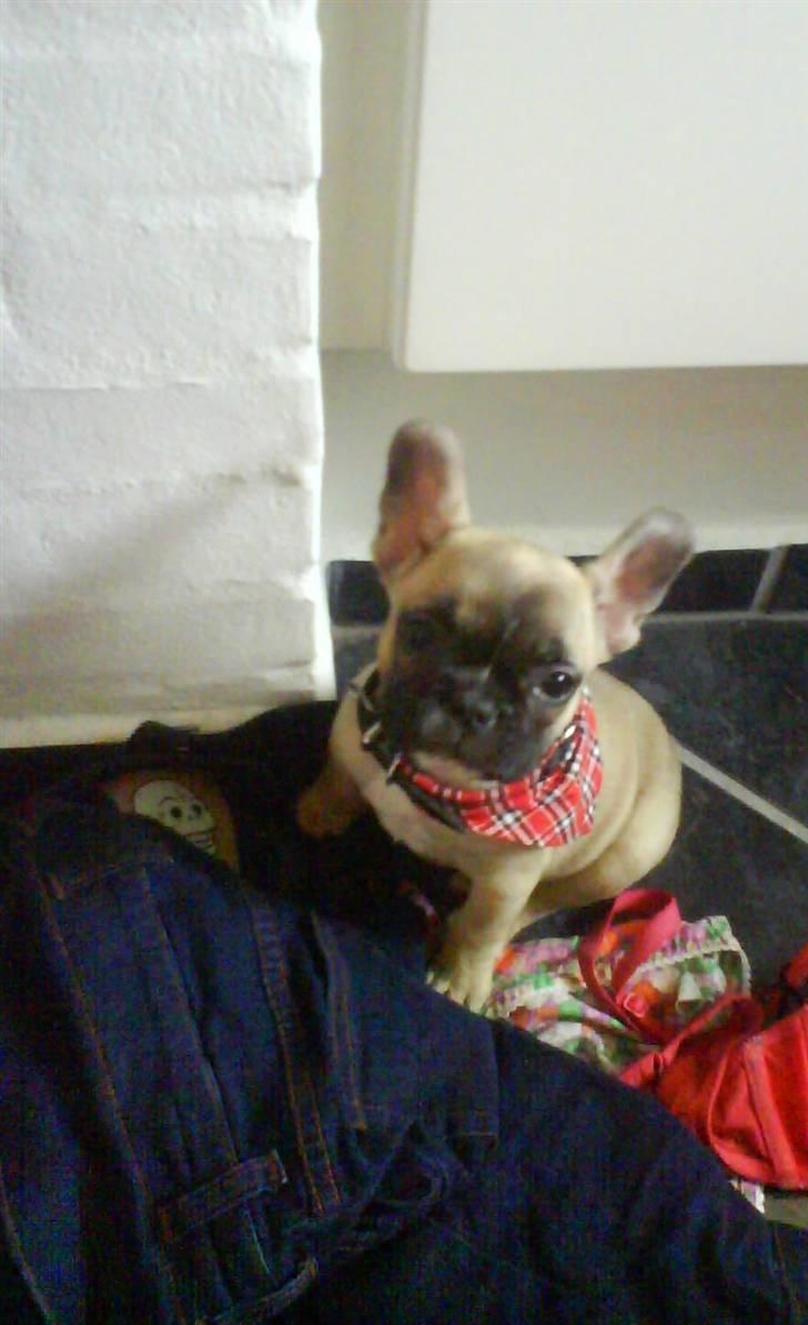 Fransk bulldog Alma - "Se hvor sød jeg er" billede 11