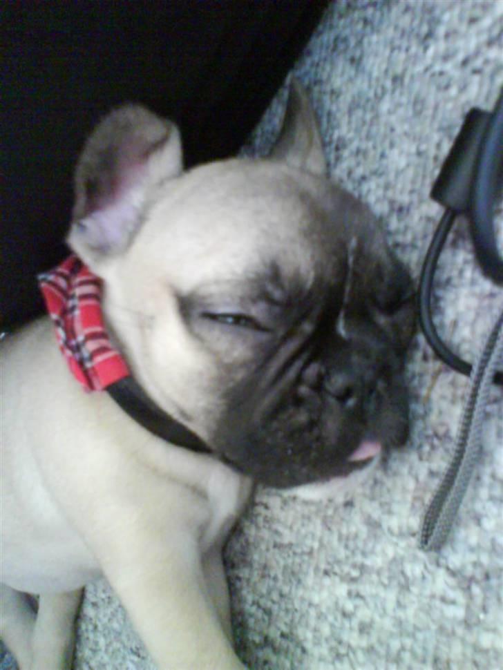 Fransk bulldog Alma billede 12