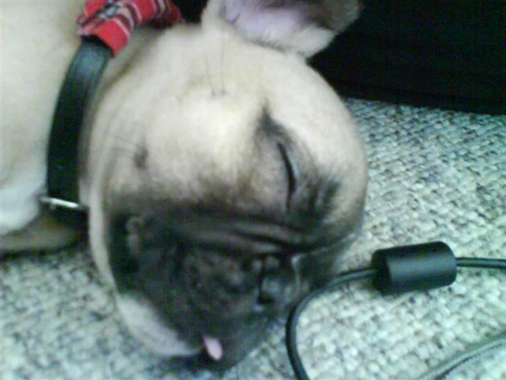 Fransk bulldog Alma - Alma sover og rækker tunge :D <3 billede 13