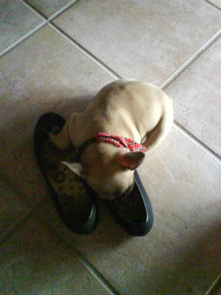 Fransk bulldog Alma - "Mmm, Nannas sko er så gode at sove med hovedet i" billede 14