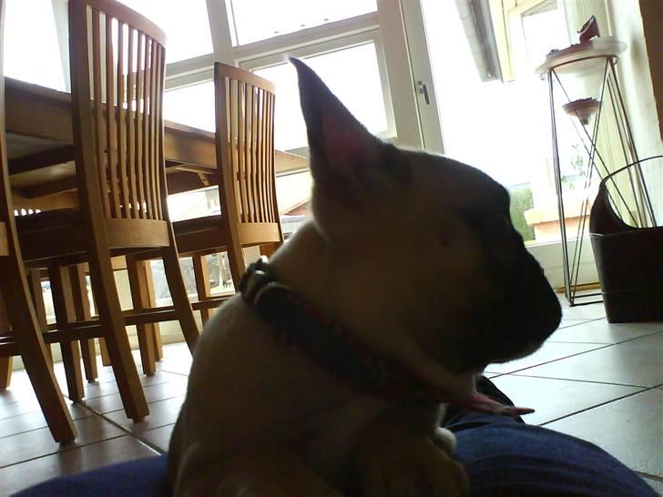 Fransk bulldog Alma billede 15