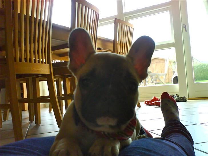 Fransk bulldog Alma - "Hey!" billede 16