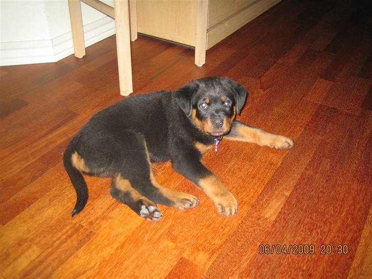 Rottweiler Baloo - Baloo i køkkenet billede 8