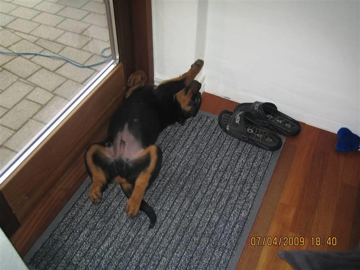 Rottweiler Baloo - Baloo tager sig en lur billede 9