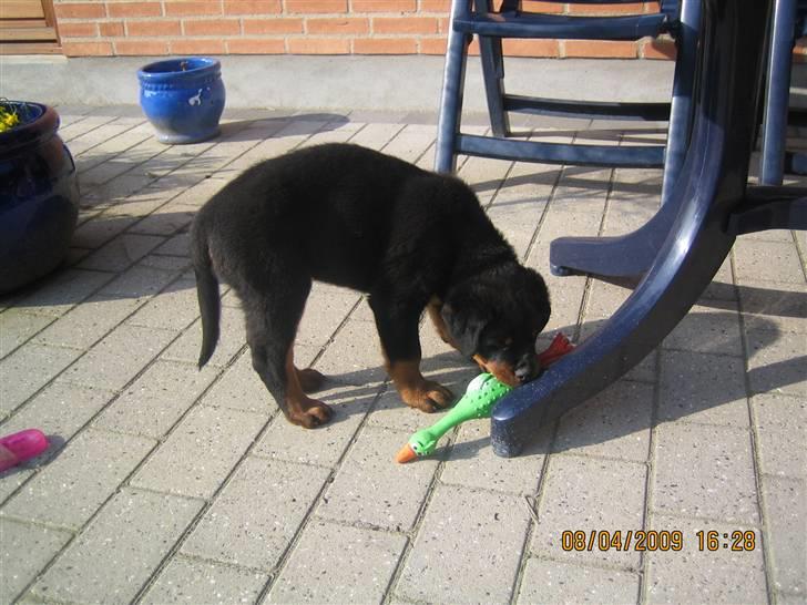Rottweiler Baloo - Har gang i pivedyret billede 10