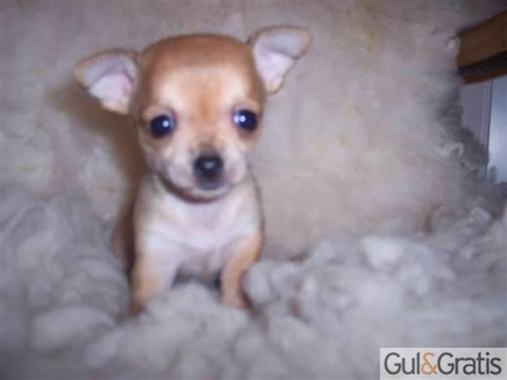 Chihuahua Carla - 5 uger billede 1