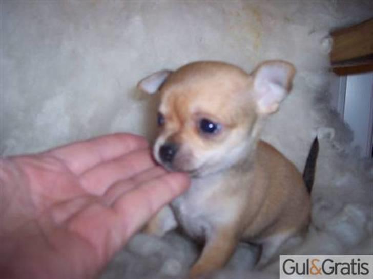 Chihuahua Carla - 5 uger billede 2