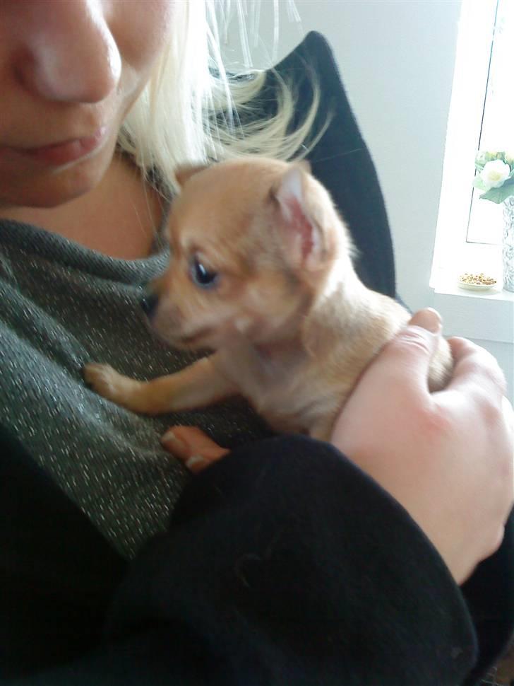 Chihuahua Carla - på besøg hos opdrætter. 5 uger billede 3