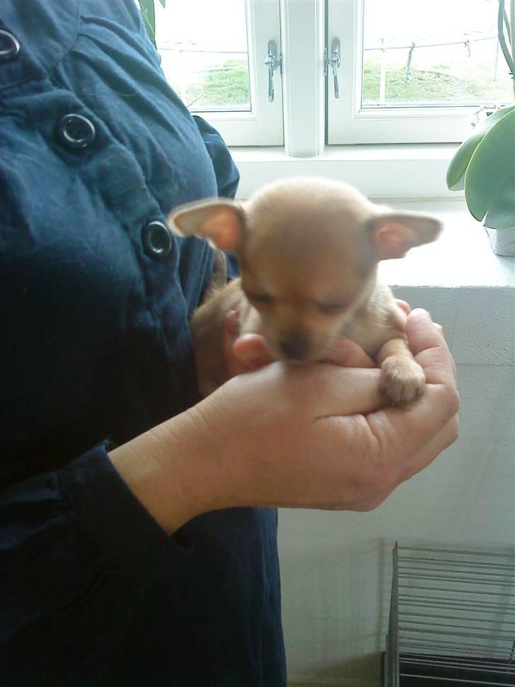 Chihuahua Carla - 5 uger billede 4