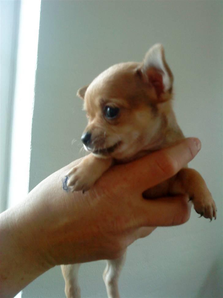 Chihuahua Carla - 5 uger billede 5