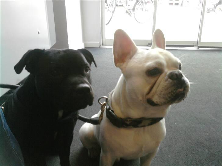 Fransk bulldog BoB - Min kæreste sille og jeg. billede 17