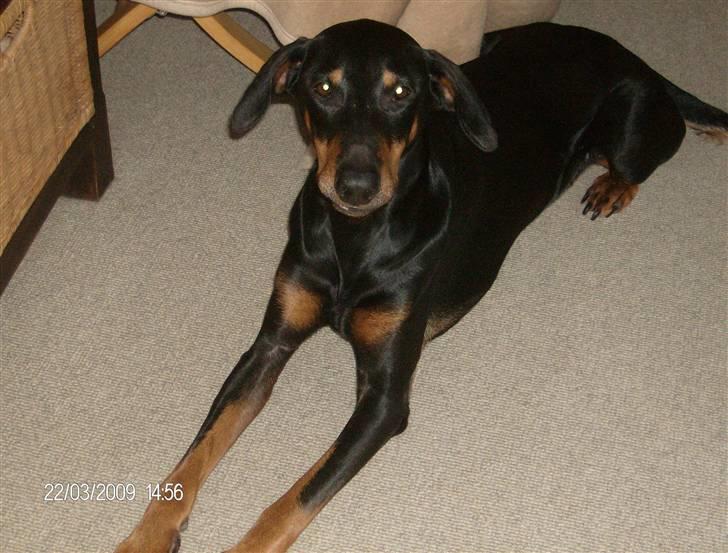 Dobermann Tusca R.I.P. - Tusca snart 8 år billede 5