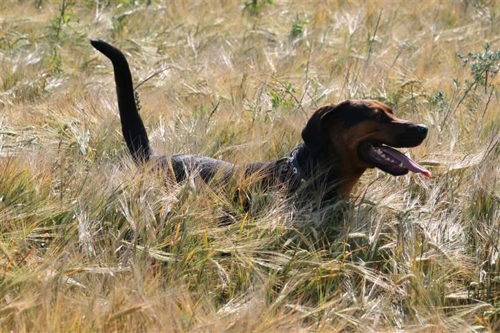 Blanding af racer ozzy billede 15