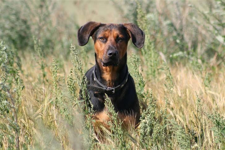 Blanding af racer ozzy billede 16