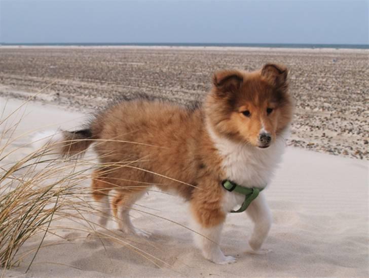 Shetland sheepdog Dixie billede 8