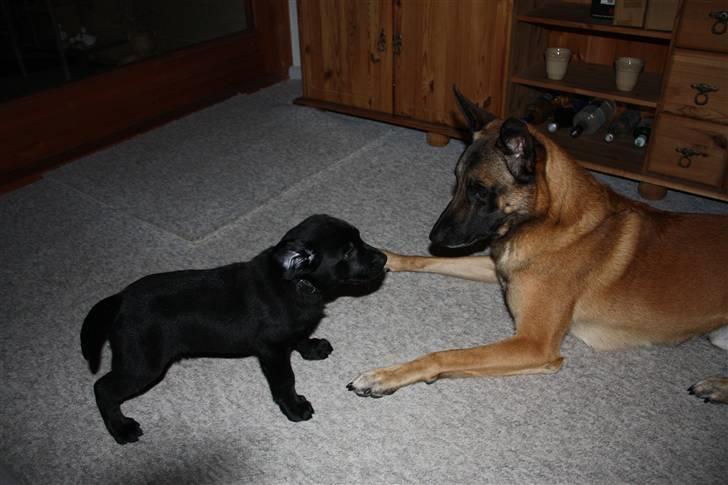 Labrador retriever Chief (Cody's A Man) * DØD * - Chief, 8 uger og 2 dage gammel ... synes godt nok storebror Cabby er MEGET STOR !!! billede 11