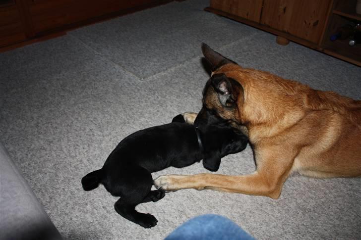 Labrador retriever Chief (Cody's A Man) * DØD * - Chief, 8 uger og 2 dage gammel ... kan godt være Cabby er stor, men leges det skal der altså ! billede 12