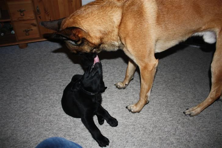 Labrador retriever Chief (Cody's A Man) * DØD * - Chief, 8 uger og 2 dage gammel ... en rigtig lille hvalp med fint hundesprog, der slikker de voksne hunde og basker med poten og smider sig på ryggen ved det mindste - et godt grundlag for at få en fornuftig voksen hund :o) billede 14