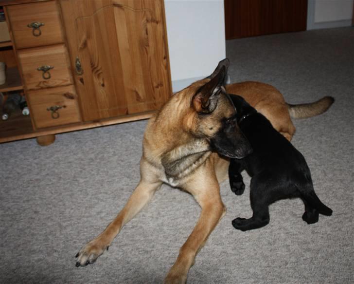 Labrador retriever Chief (Cody's A Man) * DØD * - Chief, 8 uger og 2 dage gammel ... og efter lidt sleskeri er det skønt med lidt hvalpe-immunitet og en tålmodig storebror  ;o) billede 15