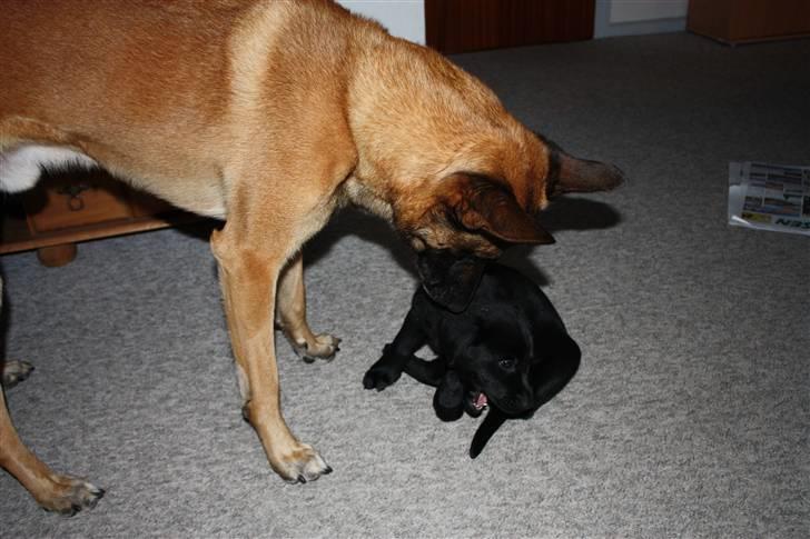 Labrador retriever Chief (Cody's A Man) * DØD * - Chief, 8 uger og 2 dage gammel ... Storebror Cabby beundrer det lille "vidunder" :o) billede 16