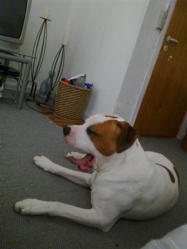 Amerikansk bulldog Kaine - Bebehunden<3 billede 8