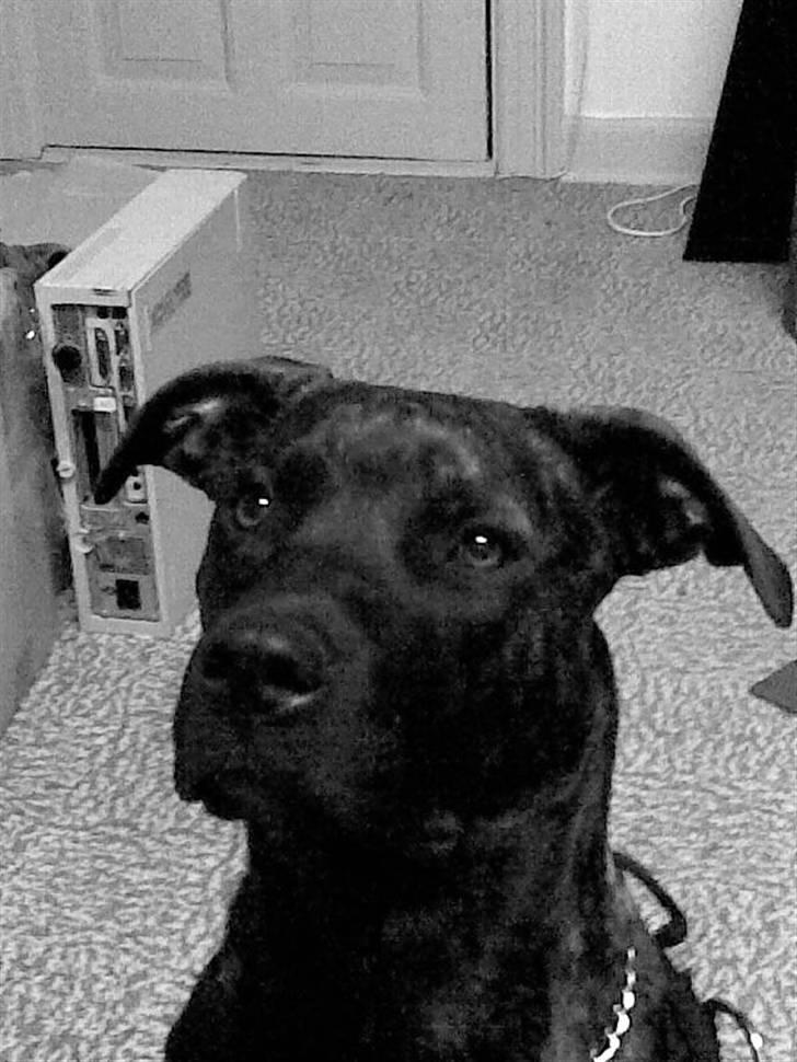 Amerikansk staffordshire terrier Sofie billede 4