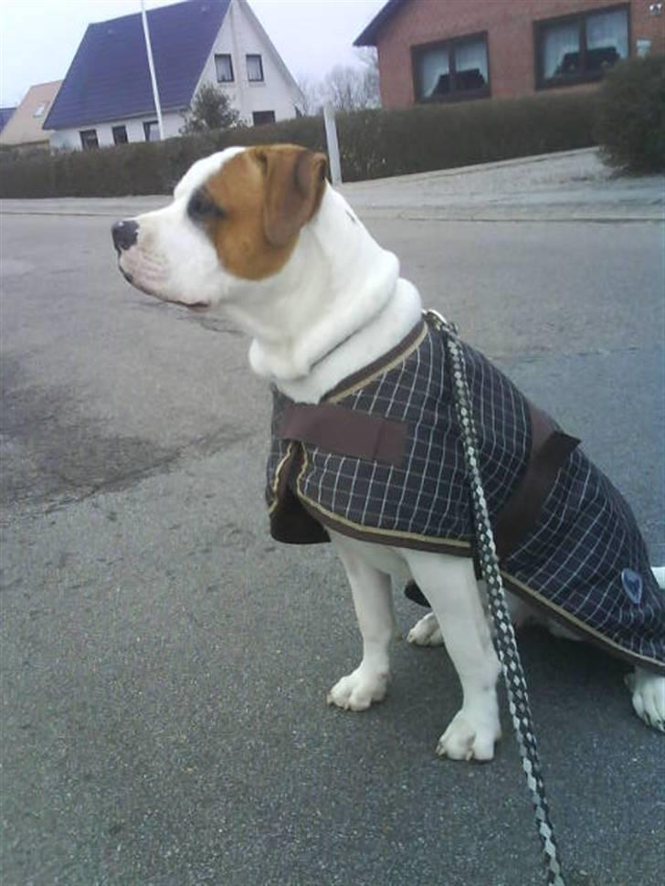 Amerikansk bulldog Kaine - Bebehunden<3 billede 9