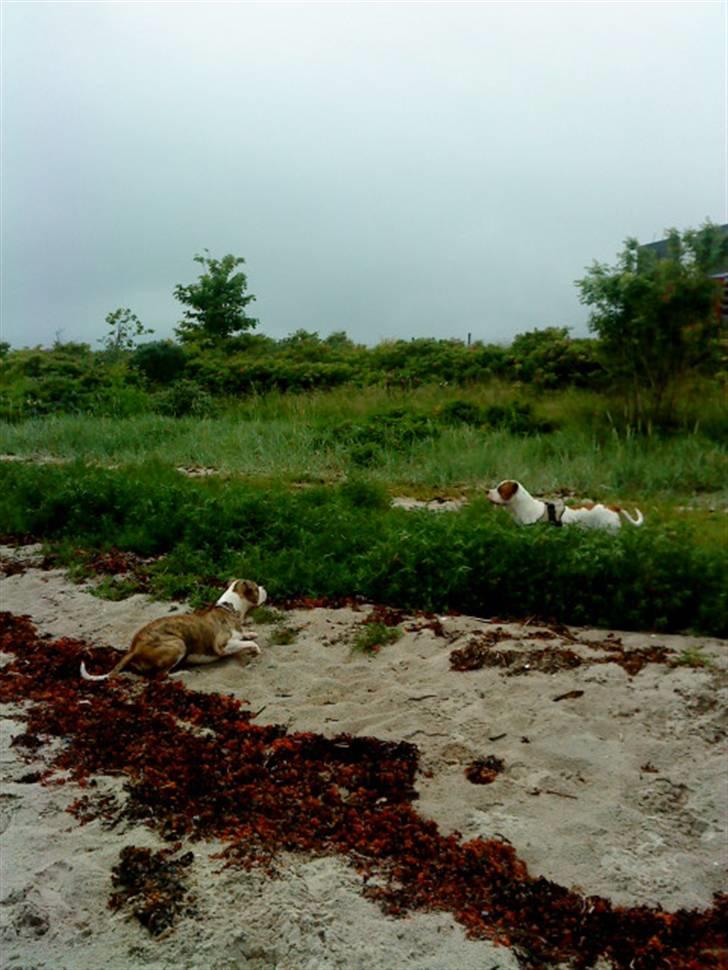 Amerikansk bulldog Kaine - Bebehunden<3 - Angel & Kaine leger på stranden :D billede 10