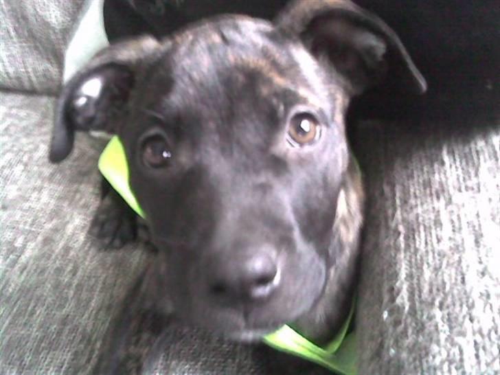 Amerikansk staffordshire terrier Sofie billede 5